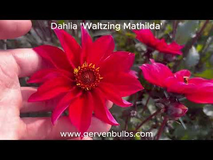 Dahlie 'Waltzing Mathilda'