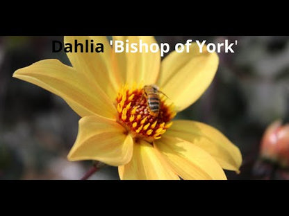 Dahlia 'Bishop of York'