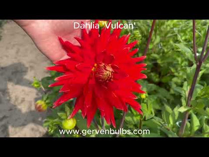 Dahlie 'Vulcan'
