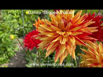Dahlie 'Striped Vulcan'