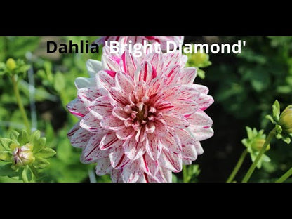 Dahlie 'Bright Diamond'
