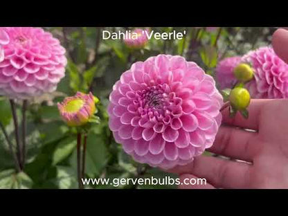 Dahlie 'Veerle'