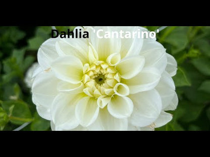 Dahlie 'Cantarino'