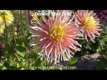 Dahlie 'Star Elite'