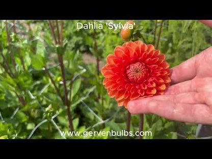 Dahlie 'Sylvia'