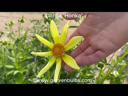 Dahlia 'Honka'
