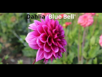 Dahlie 'Blue Bell'