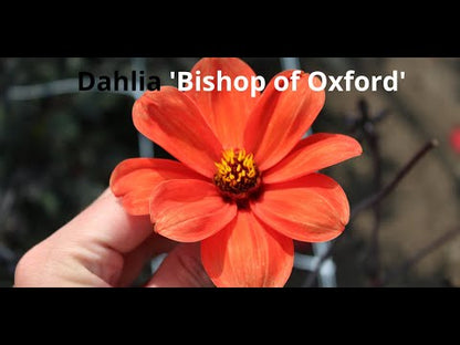 Dahlie 'Bishop of Oxford'