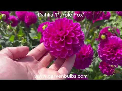 Dahlie 'Purple Fox'