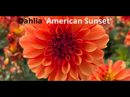 Dahlie 'American Sunset'