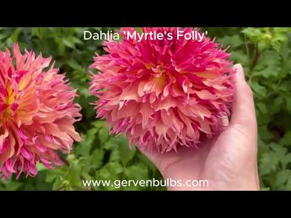 Dahlie 'Myrtle's Folly'