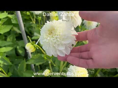 Dahlie 'Zahra'