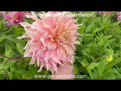 Dahlie 'Penhill Watermelon'