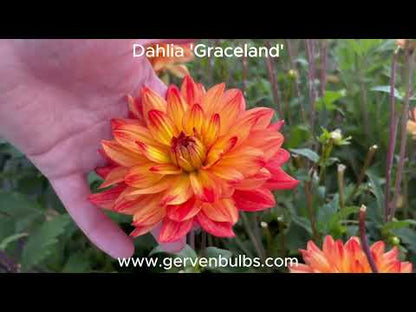 Dahlie 'Graceland'