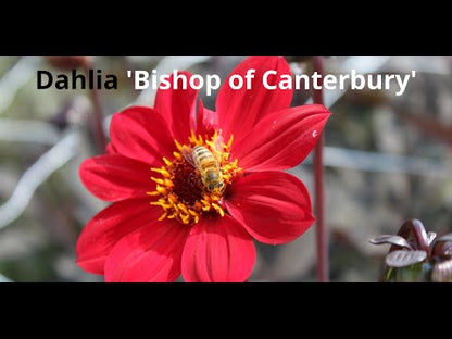 Dahlie 'Bishop of Canterbury'
