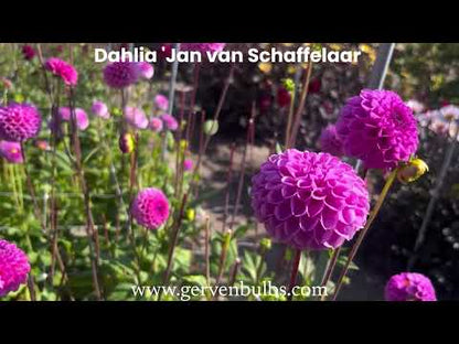 Dahlia 'Jan van Schaffelaar'