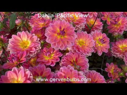 Dahlie 'Pacific View'