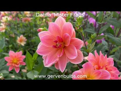 Dahlie 'Mister Frans'